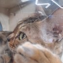 뱅갈온니 이미지