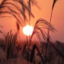 하늘공원 이미지