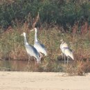 구미강정 이미지