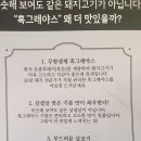 피그스토리 이미지