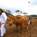 강원도 횡성군 횡성읍 한우로 이미지