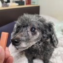 강아지관절간식 강아지피부간식 기능성간식 해썹인증간식 '똑똑한입 건강솜씨' 만족 후기