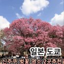 엔지니 | 도쿄 신주쿠 벚꽃 명소 추천 교엔 주말 예약 팁 &amp; 숨은 명소 조엔지 코스