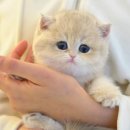 부산고양이분양 모나미네코 동래점 | 고양이분양 매장 추천 부산고양이분양 모나미네코 해운대본점 후기