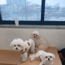 아르멍미르멍 이미지