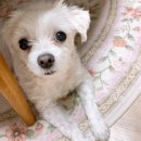 순식목장 | [강아지 우유]무아 키친 아침엔 유기농 펫밀크 / 깨끗한 원유&amp;유산균으로 눈 건강 챙기기(내돈내산♡)