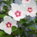 화성무궁화 이미지