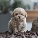 루루강아지 이미지