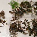 비바리움매니아 이미지