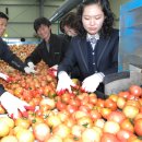 대저토마토산지유통센터 이미지