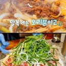 평강오리 이미지