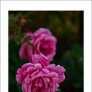 호수공원14로 이미지