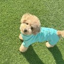 다온팜 이미지
