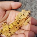 래마