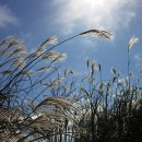 순천만 갈대밭 이미지