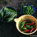 우리농산물판매장 이미지