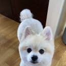 삼콩댕댕이발소 이미지