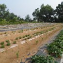 승용농장 이미지