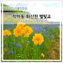 화산천 | 대전 금계국 명소 학하동 화산천 별빛교 6월 가볼만한곳