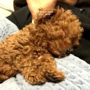 초초펫 이미지