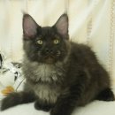 메인쿤 하우스 이미지