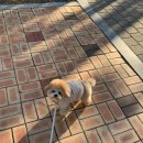 채리애견샵 | 울산 당일치기 여행