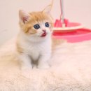 나의작은천사에게 이미지