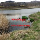 케마