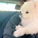 코코펫 | 강동구 - 동대문구 카카오펫택시 첫 탑승 후기 🐶