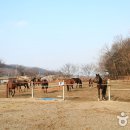 레이크밸리승마클럽 이미지