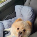 프로펫 애견샵 이미지