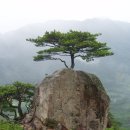 송백