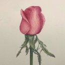 보태니컬아트 이미지