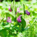 함백산 할매민박 이미지