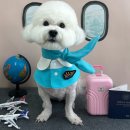 멍멍이까까 이미지