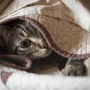 독한고양이 이미지