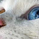 고양이눈 이미지