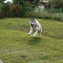 제이 애견 호텔 이미지