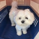 갈매독 애견유치원 이미지