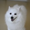 슈퍼해피독 이미지