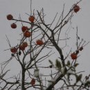 감나무집할머니 이미지