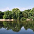 버드나무 이미지