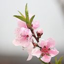 오얏꽃 이미지