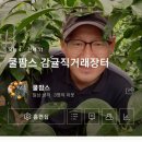 쿨팜스 이미지