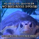 주식회사 진과함께 | [부산아쿠아리움]여행특공대 티켓할인받고 저렴하게 다녀온 후기 부산아기랑 부산아이랑함께 실내아기랑