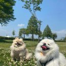 펫츠월드 이미지