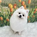 코지그루밍 이미지