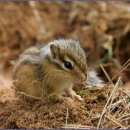 아기다람쥐 이미지