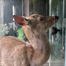 드림꽃사슴 이미지