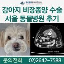 헬릭스동물심장수술센터 | 16살 노령 강아지 비장종양 수술 서울동물병원에서 받고 온 후기